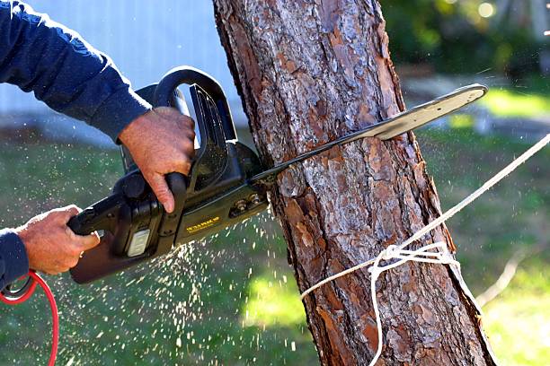 Trusted South Gate, CA Tree Care Experts