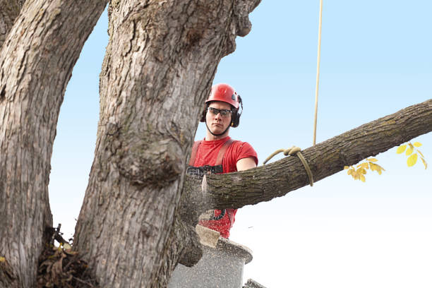How Our Tree Care Process Works  in  South Gate, CA